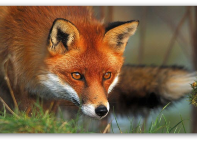 Firefox после Australis: будущие изменения в интерфейсе