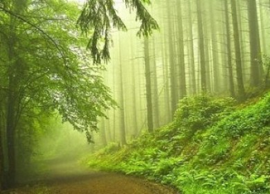 Обои для рабочего стола: природа