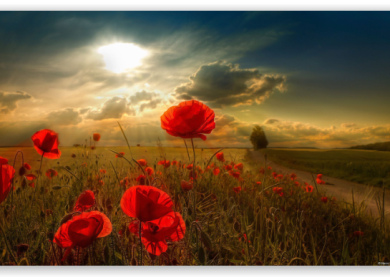 Широкоформатные обои для Windows #3