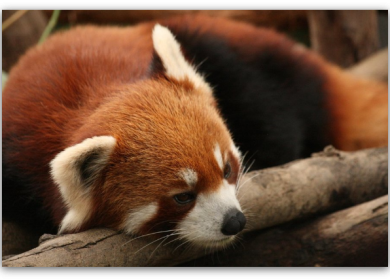 Mozilla отказывается от metro-версии Firefox. Демонстрация Unreal Engine 4 в браузере