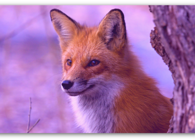 Первый планшет с Firefox OS будет стоить всего 80 евро