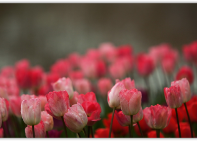 Широкоформатные обои для Windows #14